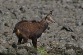 <p>KAMZÍK HORSKÝ (Rupicapra rupicapra) Lužické hory, Studenec ---- /Chamois - Gämse/</p>